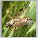 Rhagio vitripennis- Schnepfenfliege m03.jpg